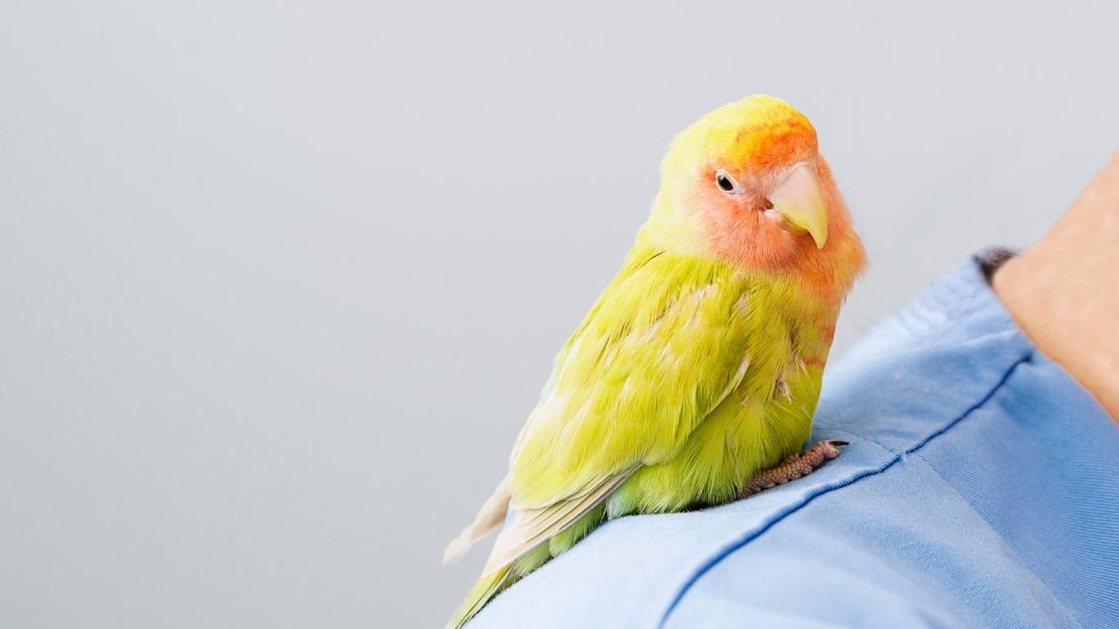Síntomas frecuentes en aves enfermas Síntomas frecuentes en aves enfermas