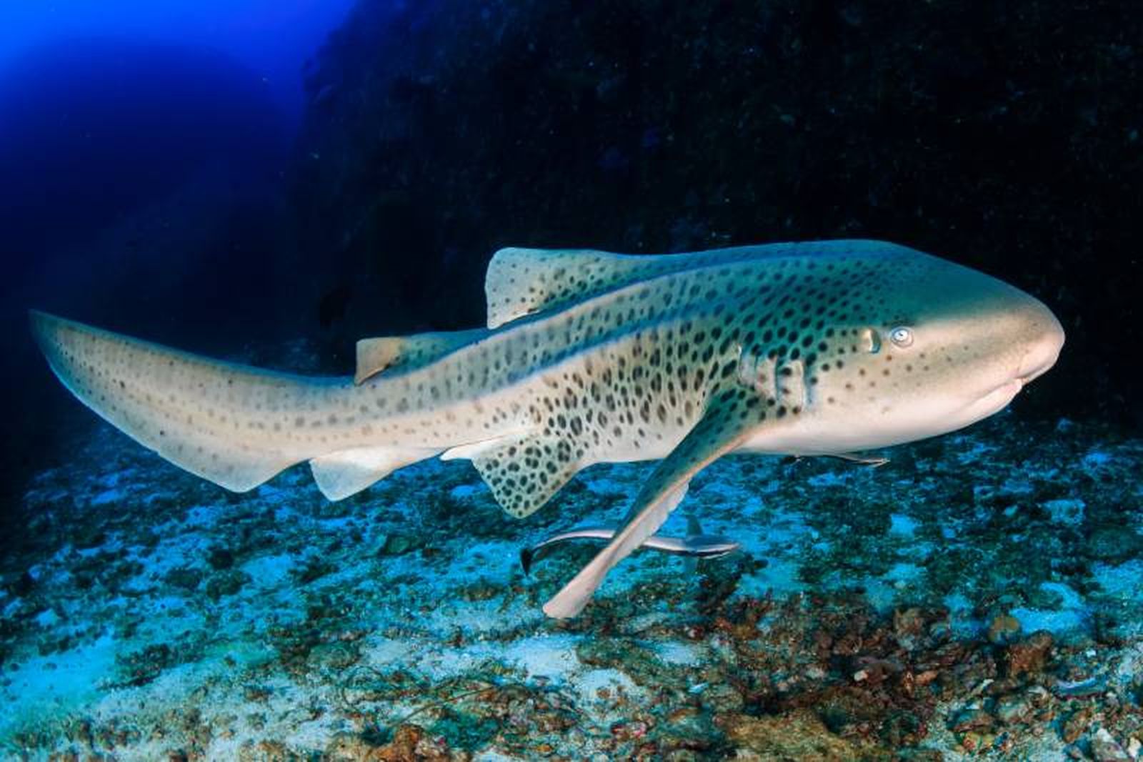 La posibilidad de partenogénesis viene determinada por la capacidad genética de cada especie. La posibilidad de partenogénesis viene determinada por la capacidad genética de cada especie.