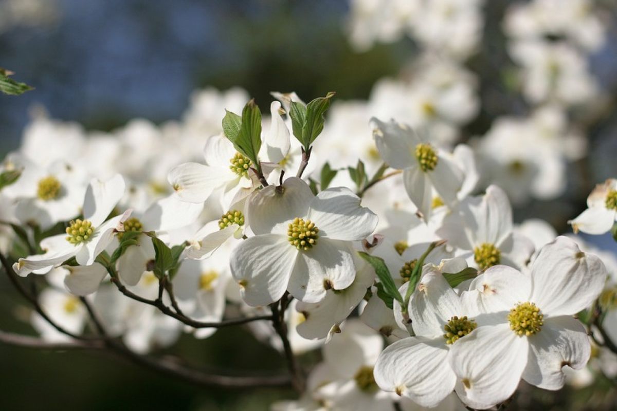 Cornus florida.