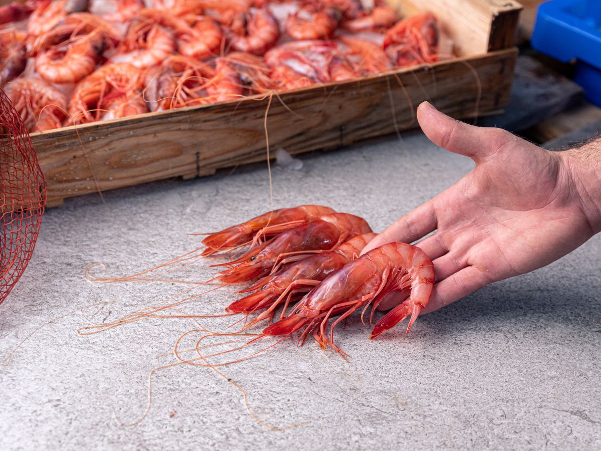 Gamba roja de Garrucha (Almería) por la que ha llegado a pagarse más de 200 euros el kilo.