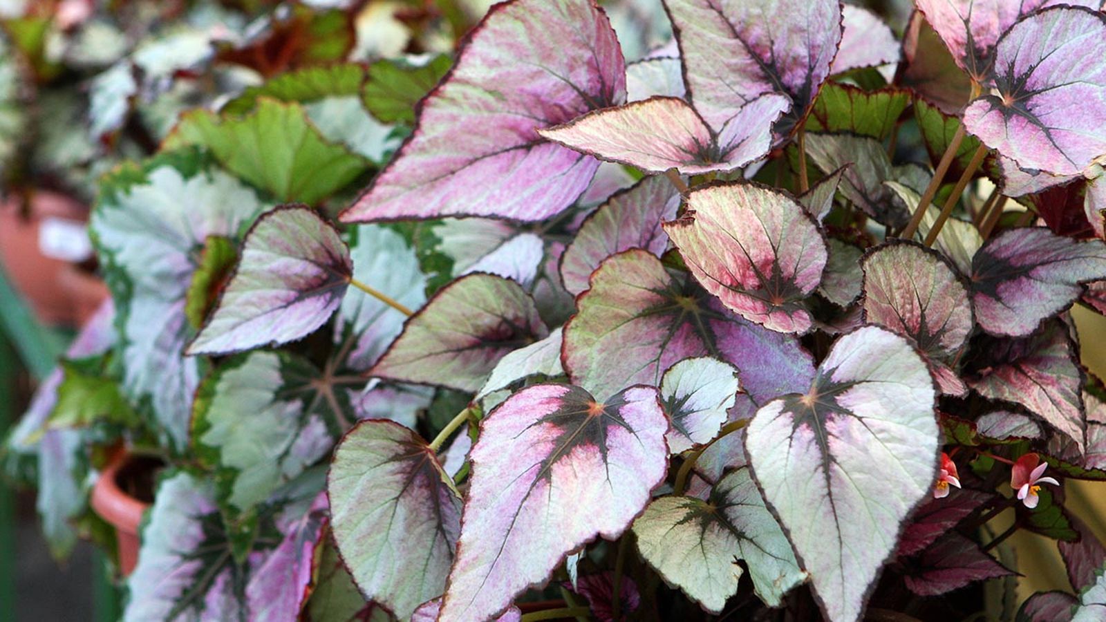 begonia rex xl begonia rex xl