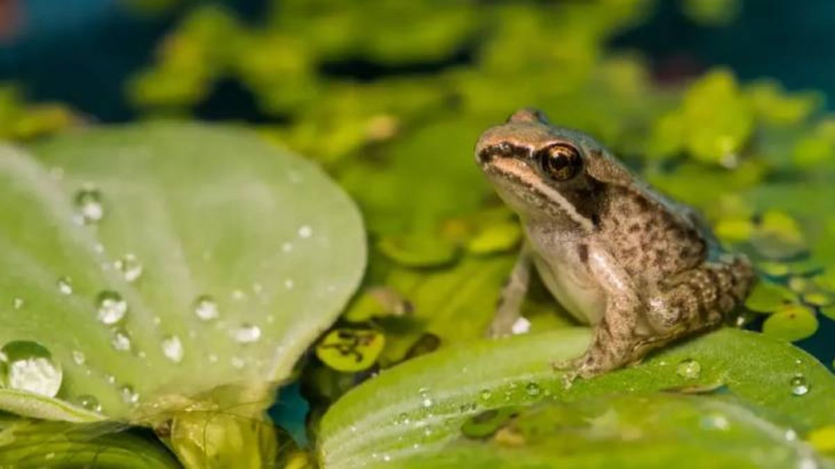 animales que empiezan por r rana (1)