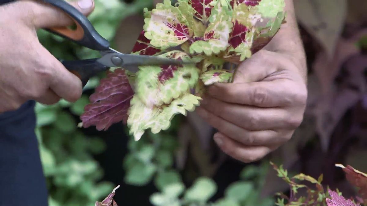 brico0963 3 esquejar coleos cortar ramas hojas