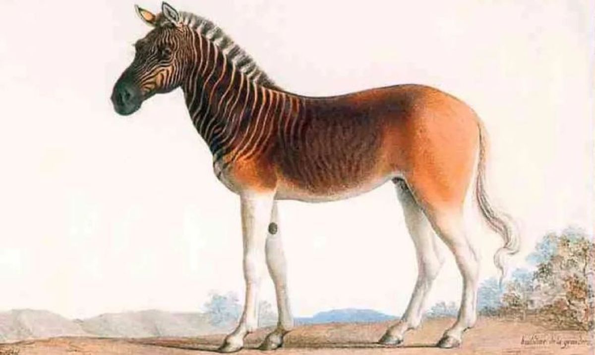 animales que empiezan por q quagga