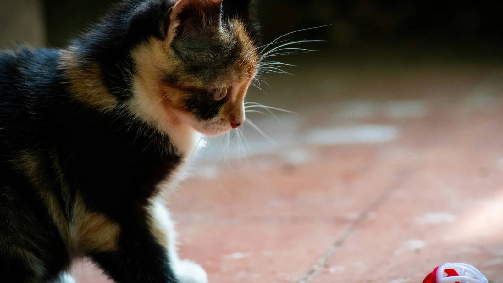 Ejercicios para gatos: cómo activarlos sin que huyan de ti Ejercicios para gatos: cómo activarlos sin que huyan de ti