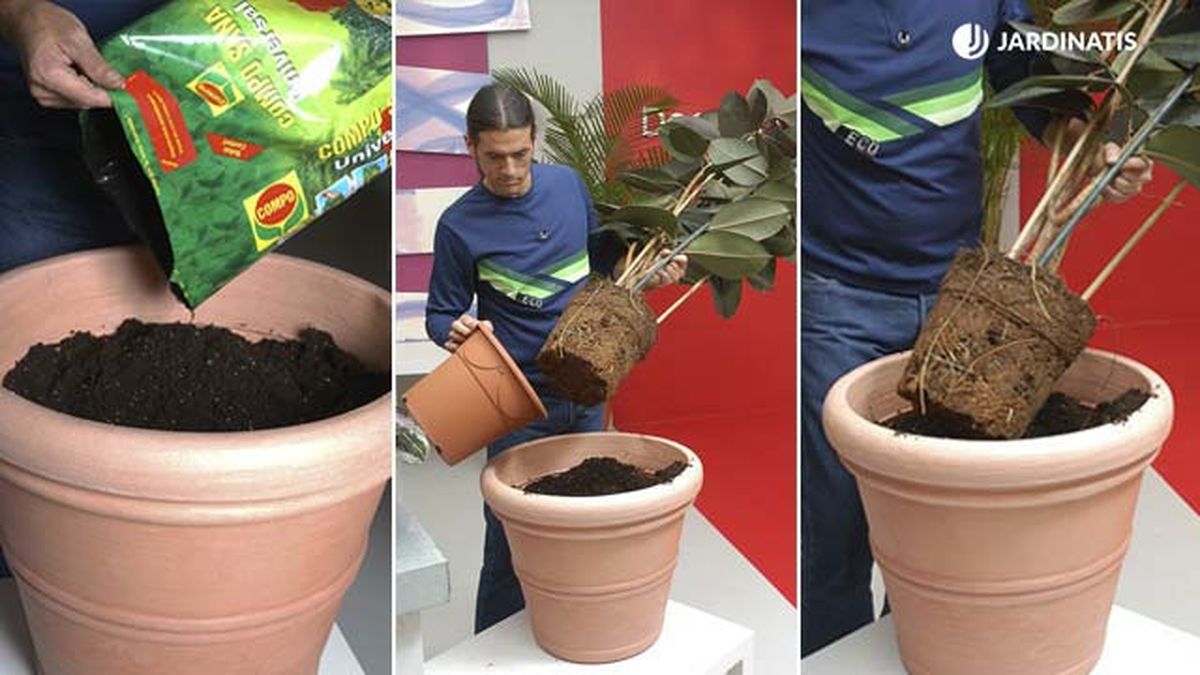 composicion con ficus robusta calatheas mikanias paso 1 deco jardin 115