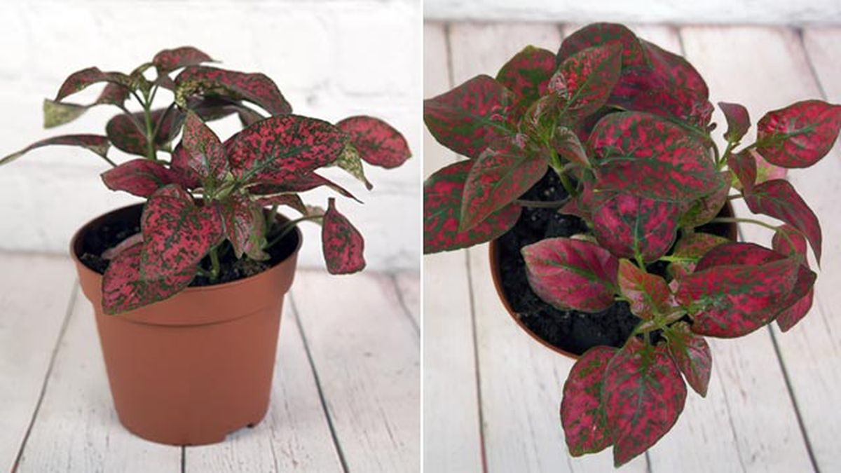 planta hipoestes phyllostachya red