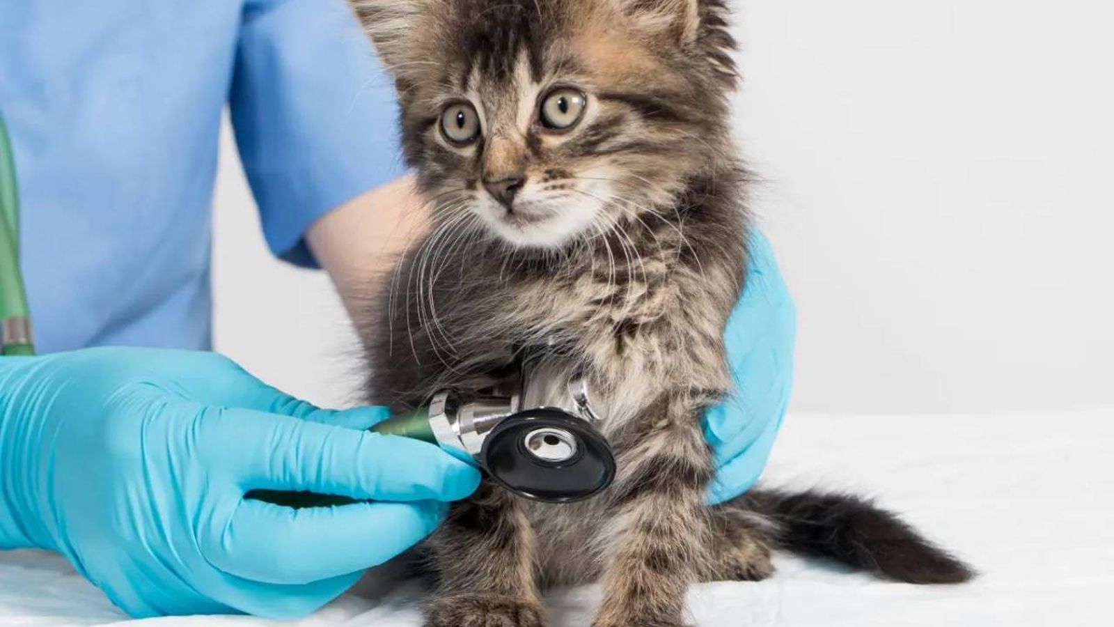 leucemia en gatos
