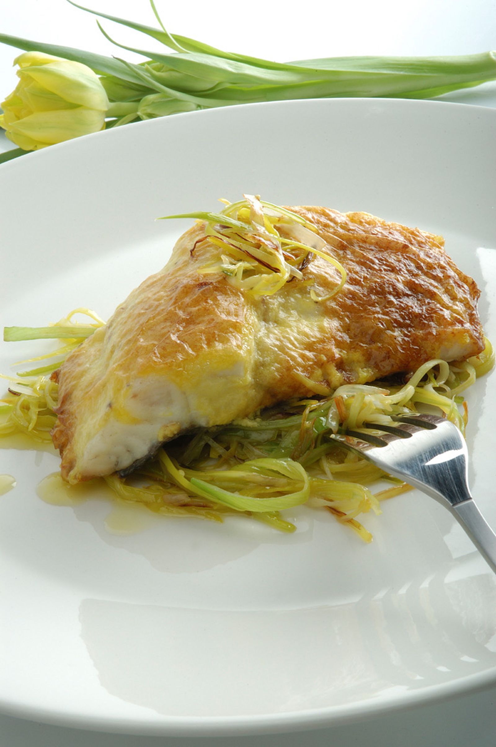 dorada holandesa xl