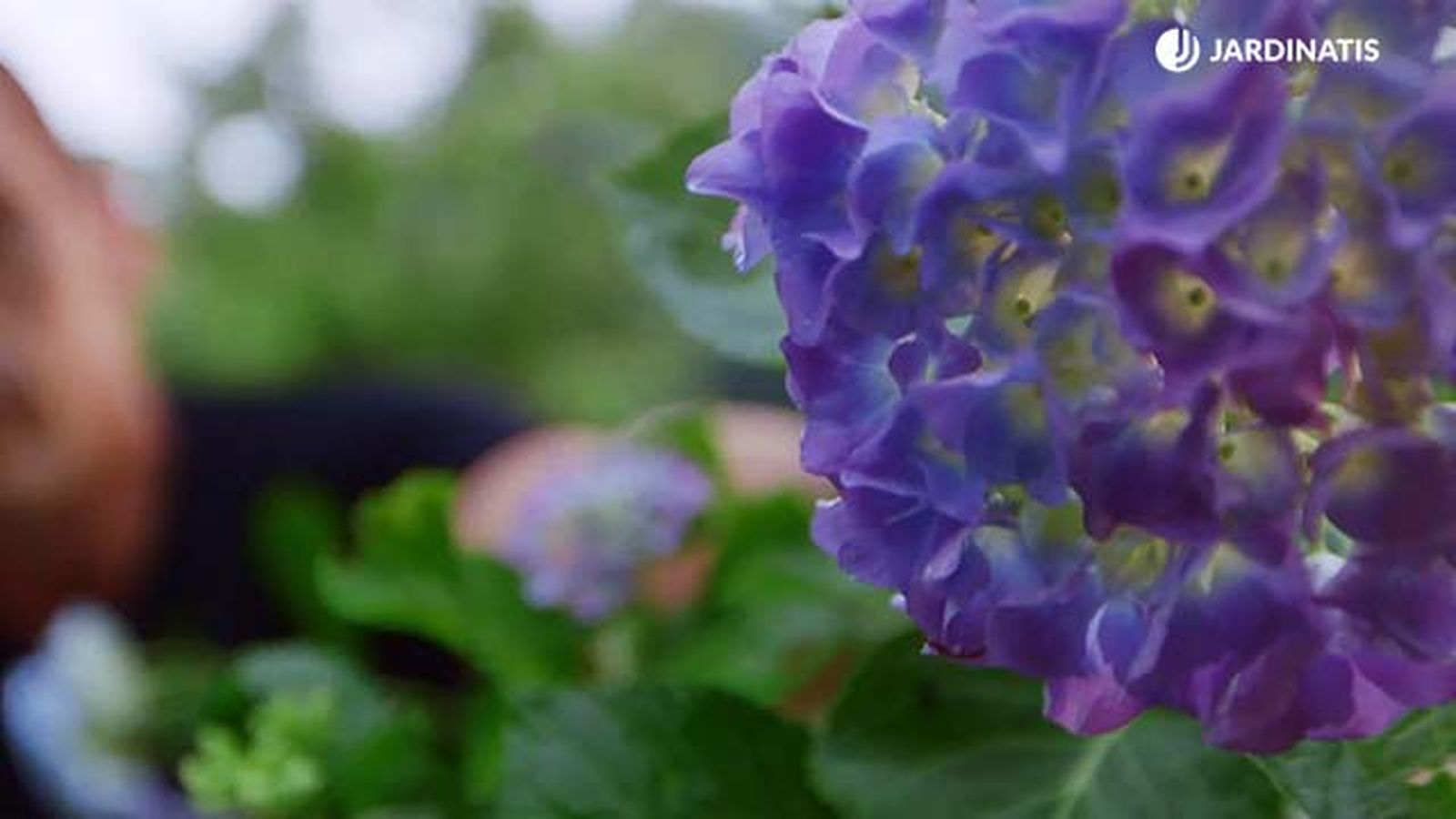 brico 0917 3 potenciar color hortensias ejemplo cal lila brico 0917 3 potenciar color hortensias ejemplo cal lila