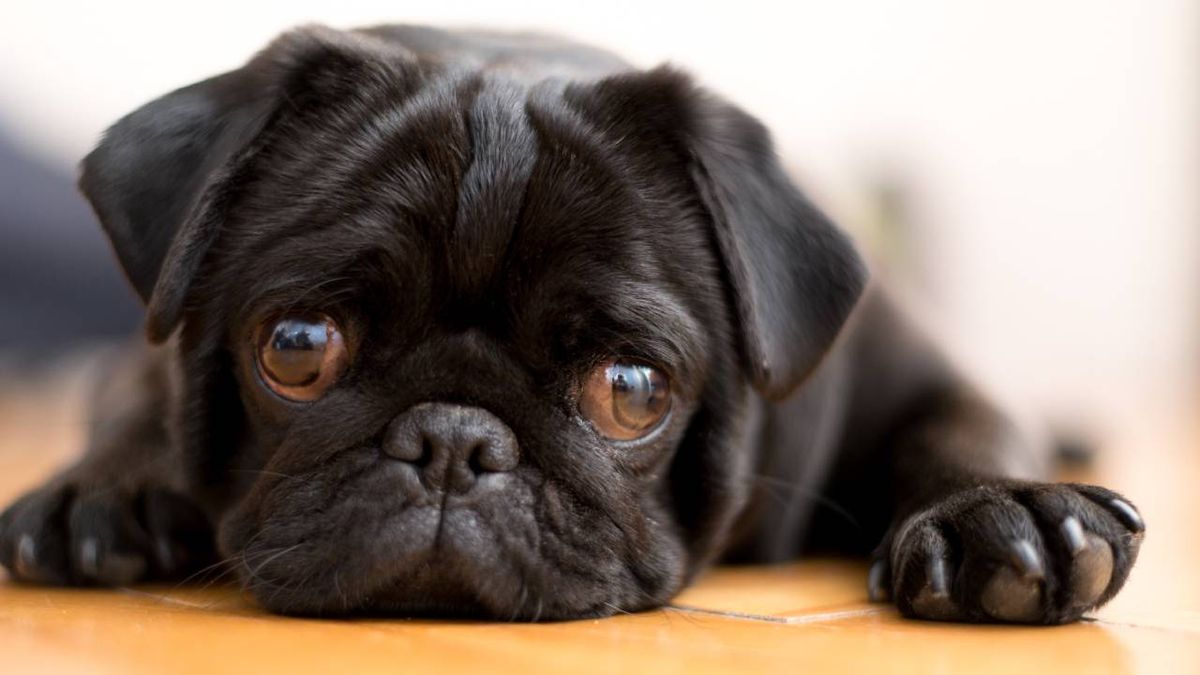 nombres para perros negros originales