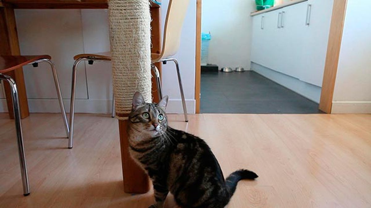 Hacer un rascador de gato