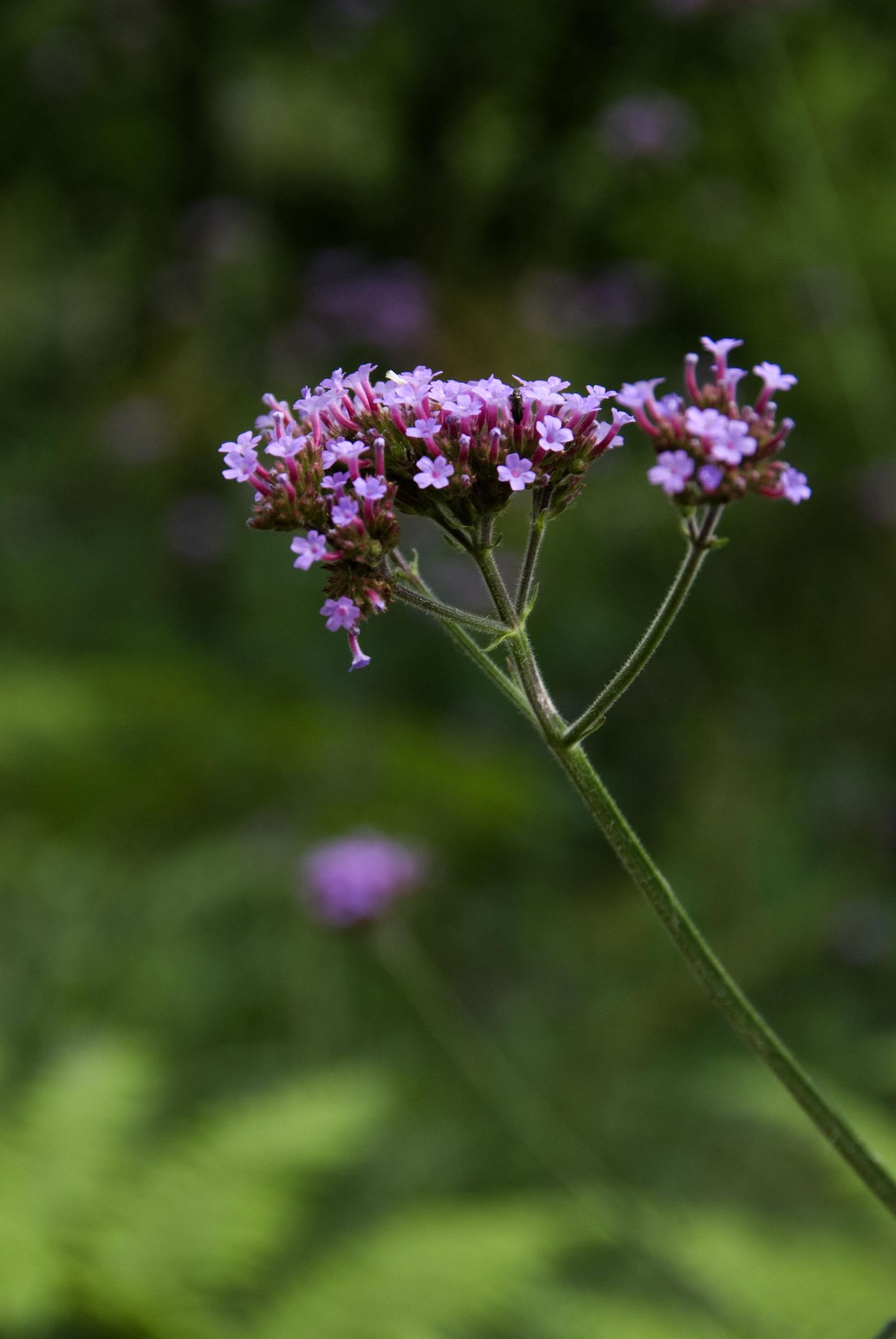 verbena bonarensis 01 verbena bonarensis 01
