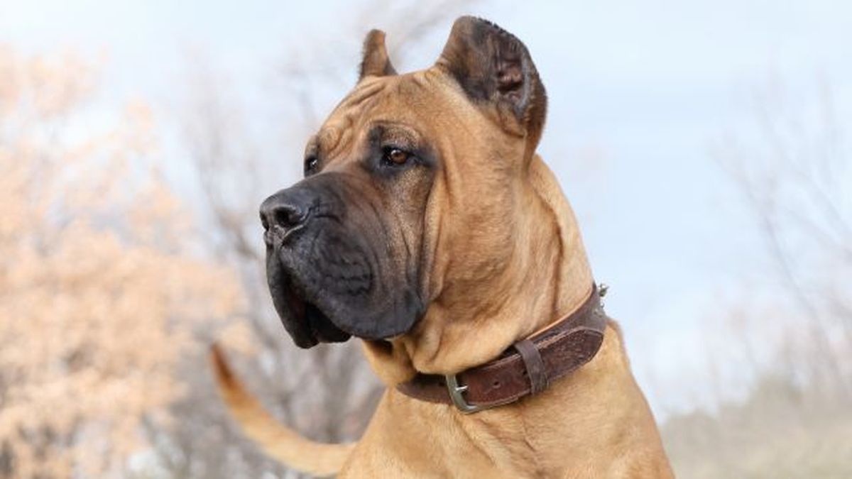 perro presa canario 8
