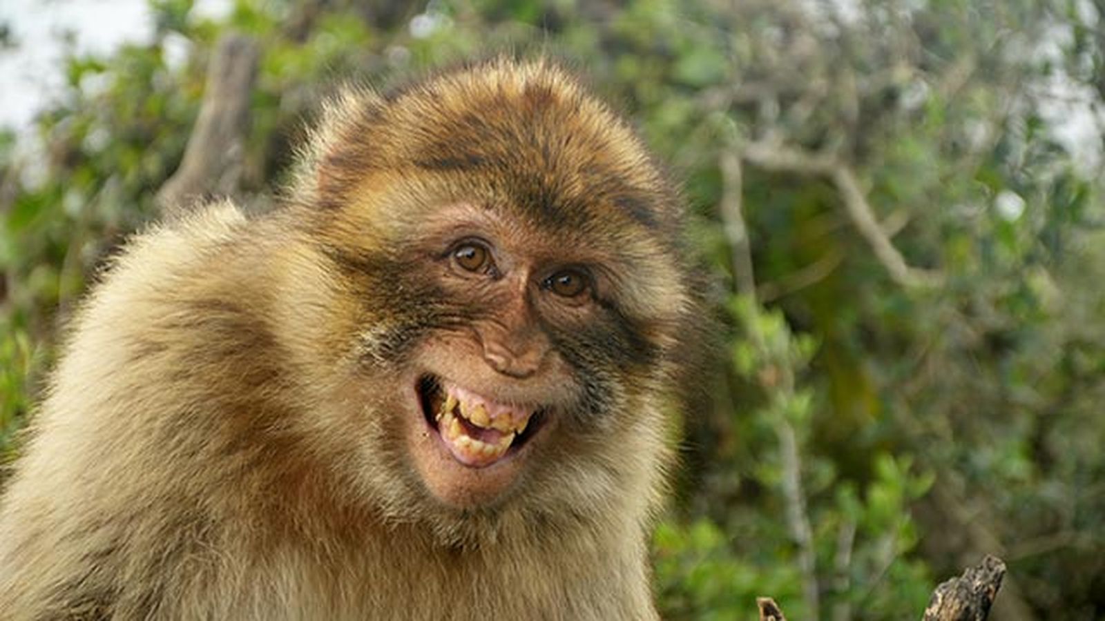 animales felices 3 macaco animales felices 3 macaco
