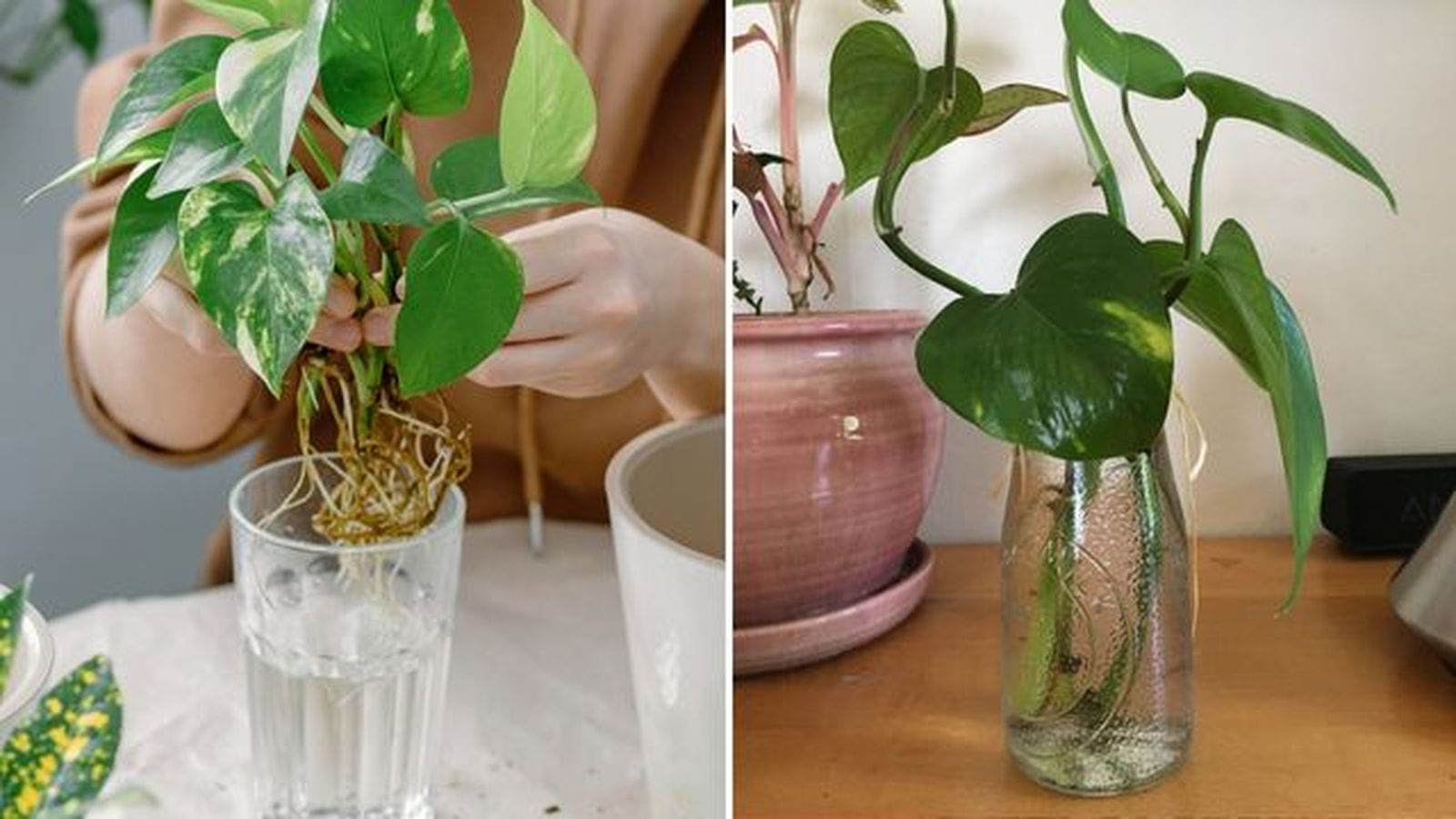 cultivo esquejes poto en agua cultivo esquejes poto en agua