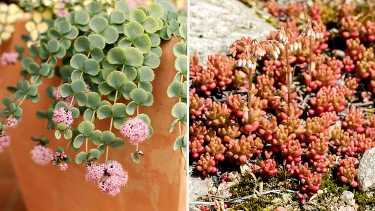 Sedum sieboldii sedum album