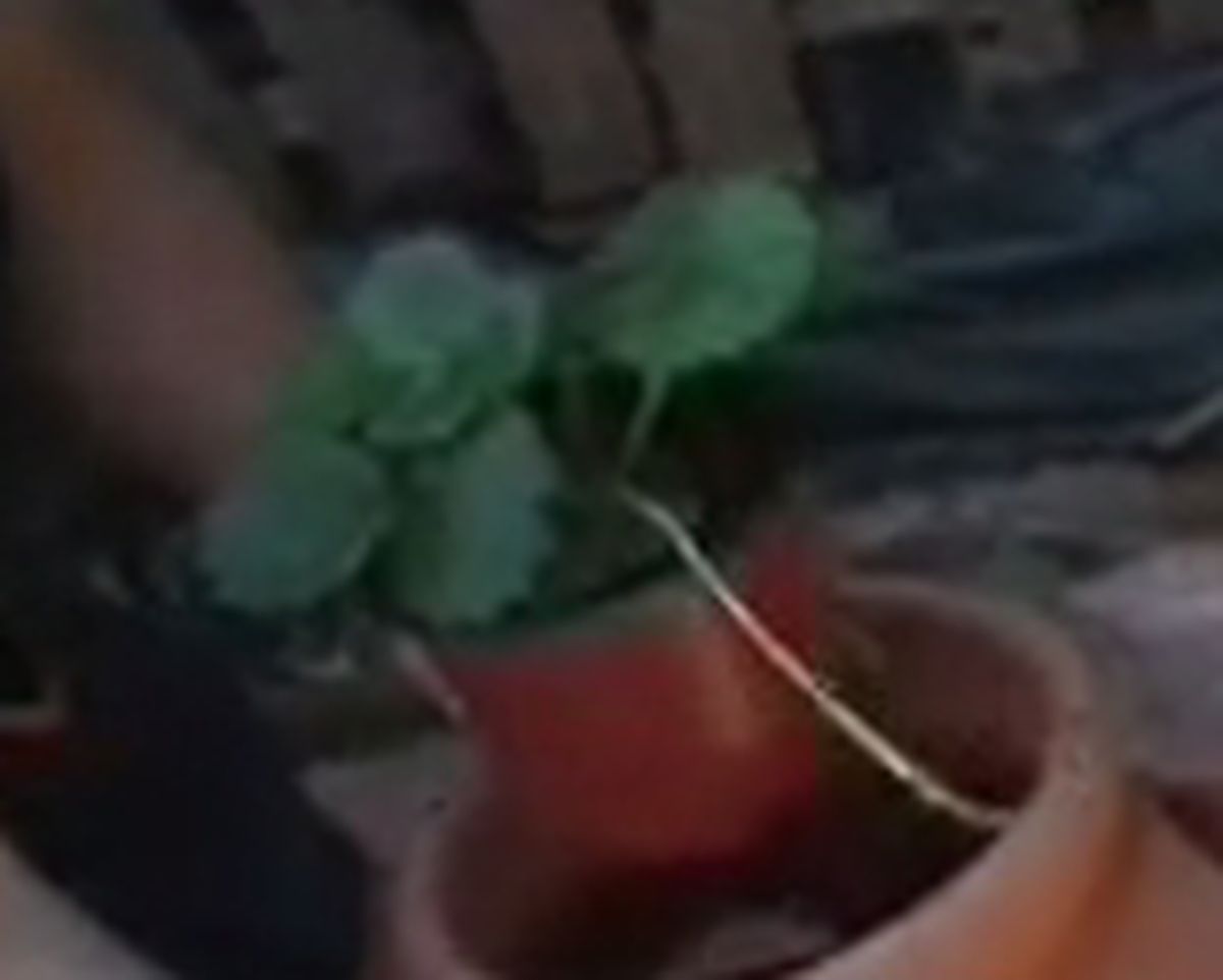 PASO2_Cultivar fresas maceta