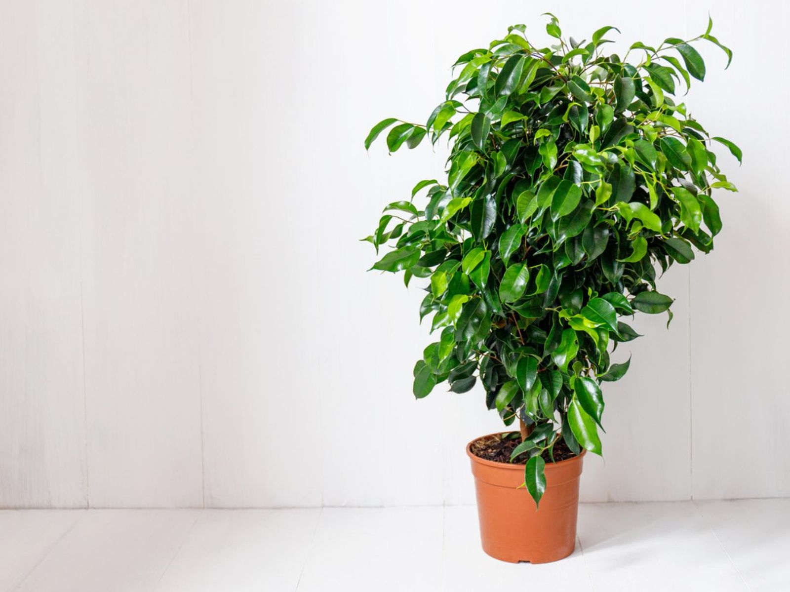 Ficus benjamina. Ficus benjamina.