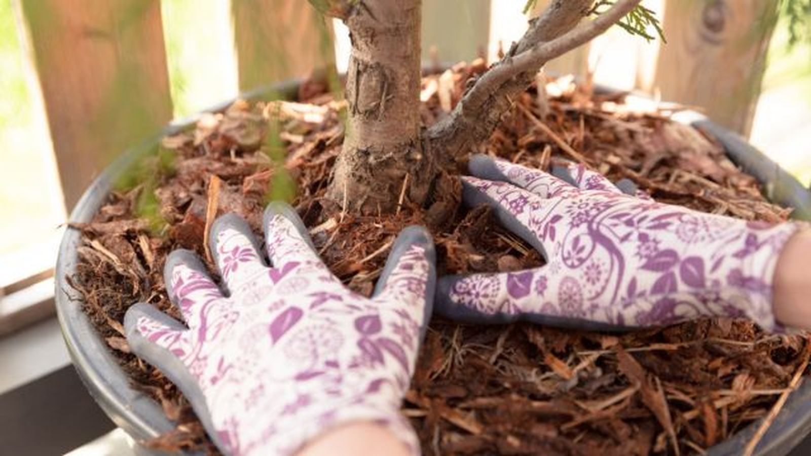 mulching tecnica para evitar la perdida de agua en las plantas mulching tecnica para evitar la perdida de agua en las plantas