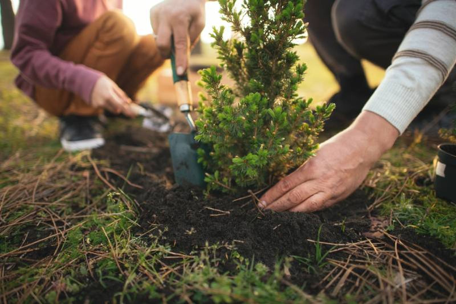 Fomentar el uso de plantas autóctonas. Fomentar el uso de plantas autóctonas.