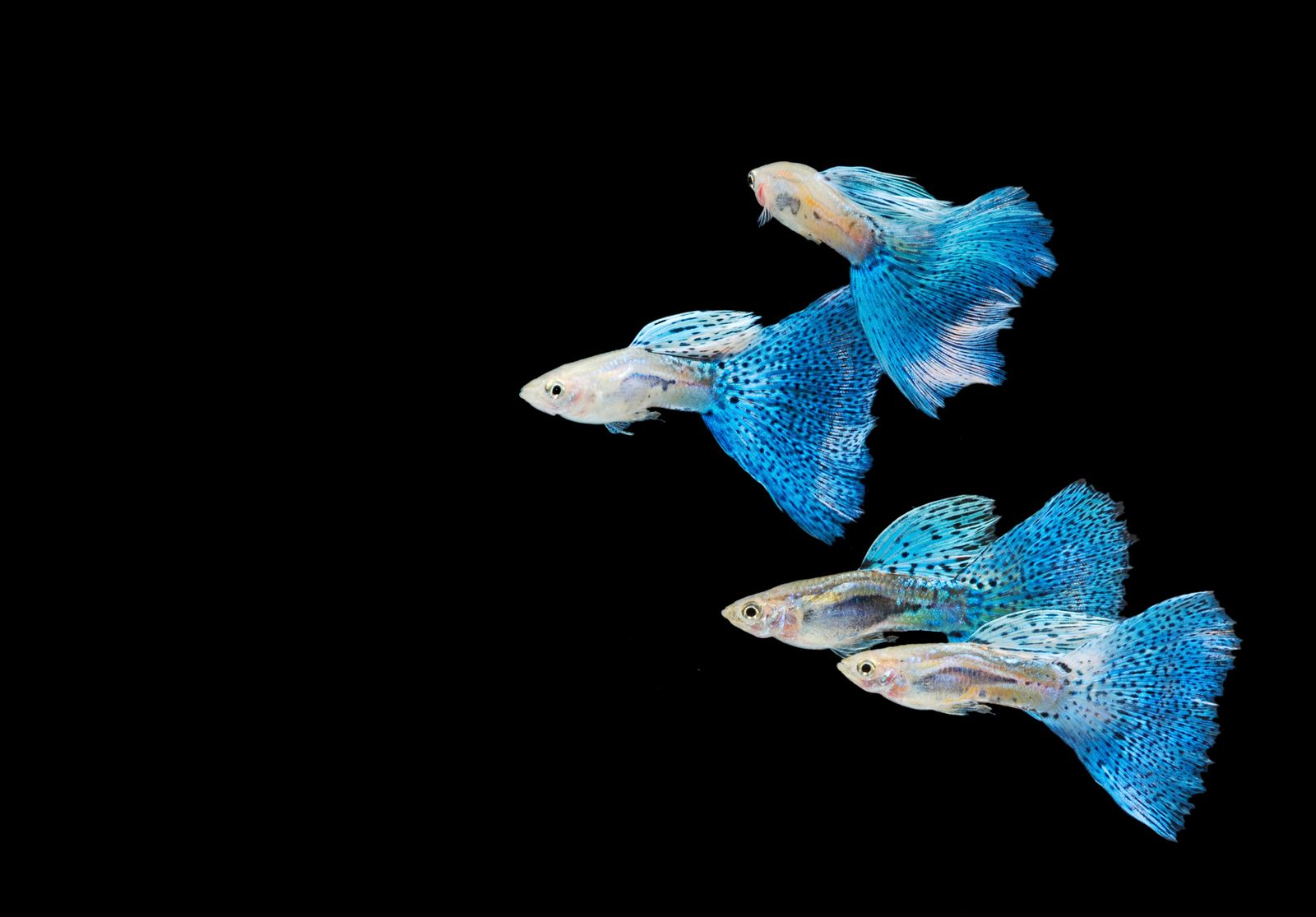 guppy xl