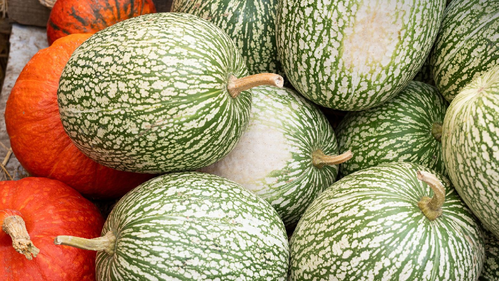Por dentro, las calabazas cabello de ángel son blancas y hebrosas