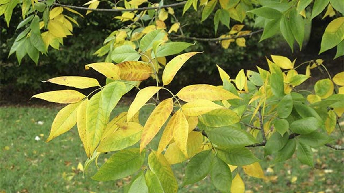 Fraxinus americana arbol fresno en otono