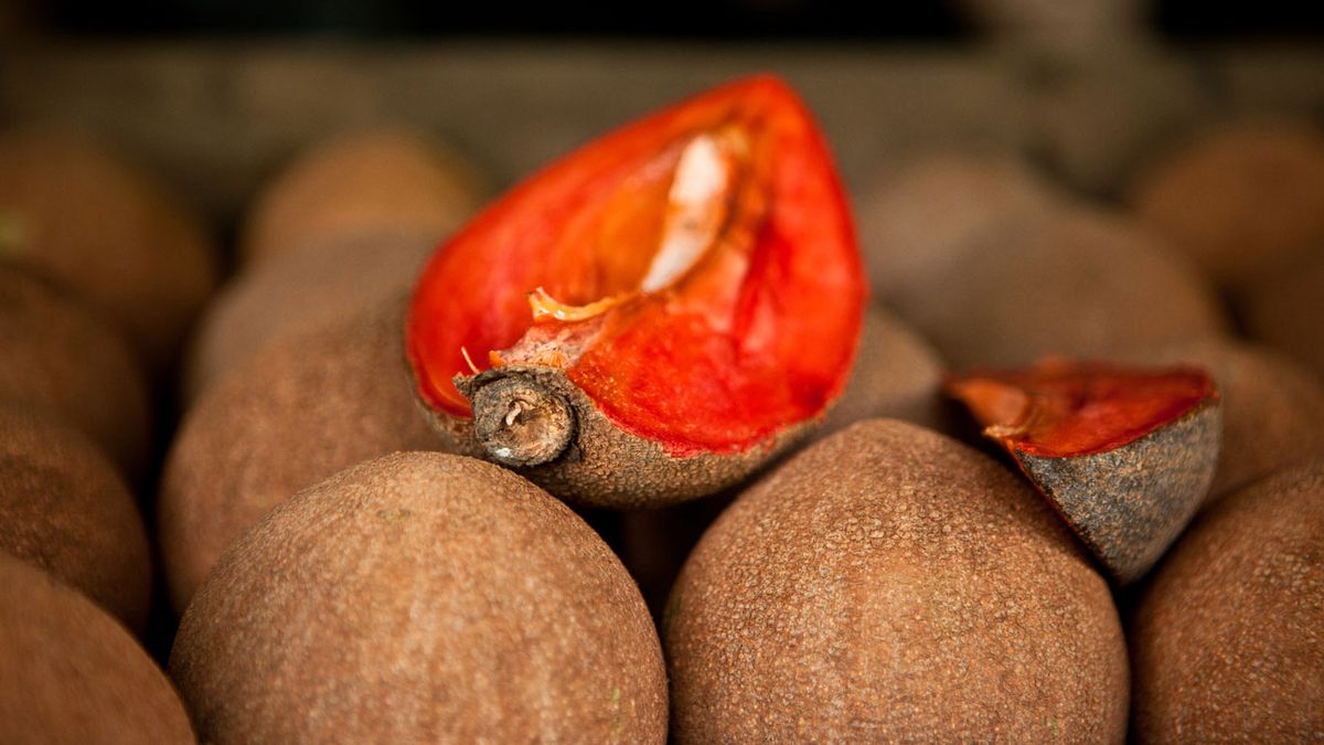 zapote rojo pouteria sapota