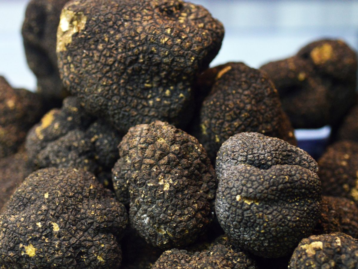 Trufas negras recién recolectadas, uno de los tesoros más codiciados del invierno.