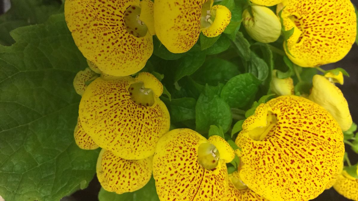 calceolaria zapatitos venus caracteristicas