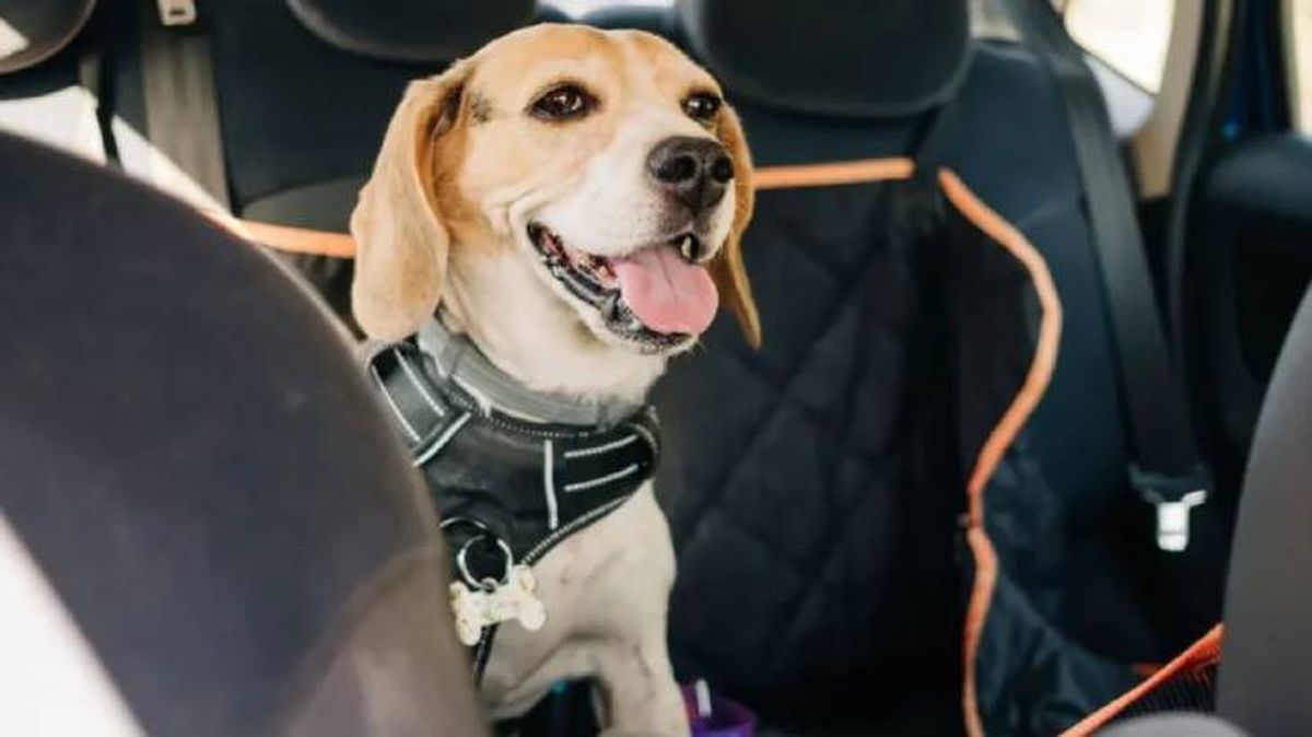 arneses antitirones para perros 4 (1)