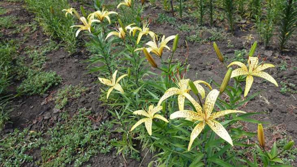 lirios plantados en jardin