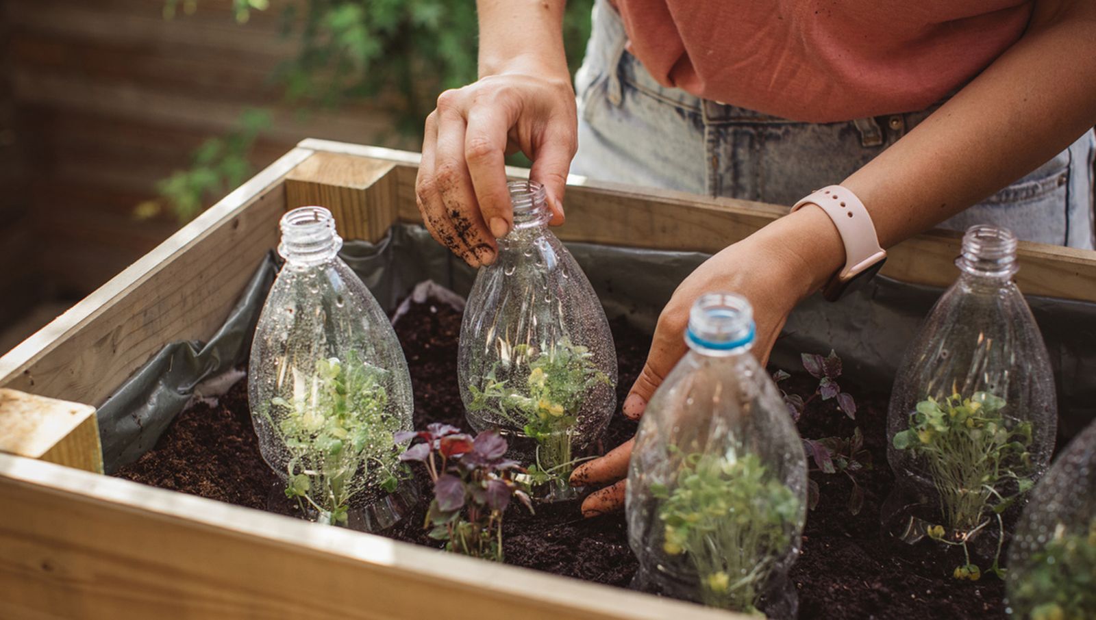 mini invernadero con botellas de plastico reutilizadas