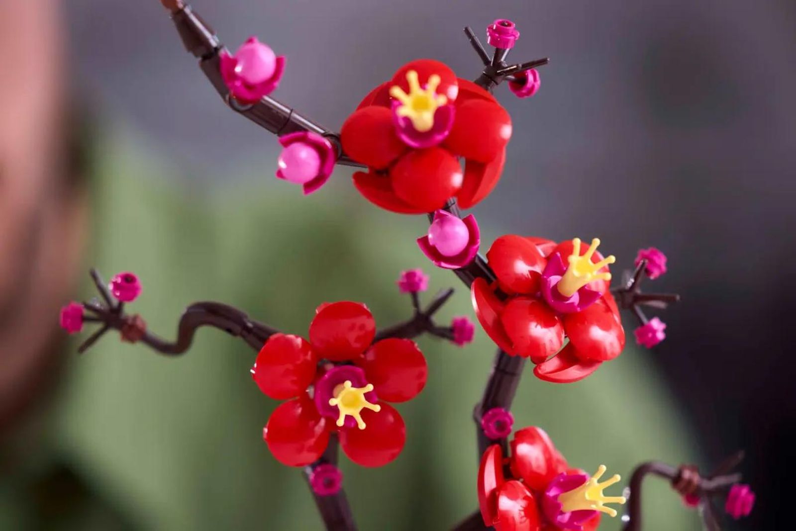 Flores de ciruelo. Flores de ciruelo.
