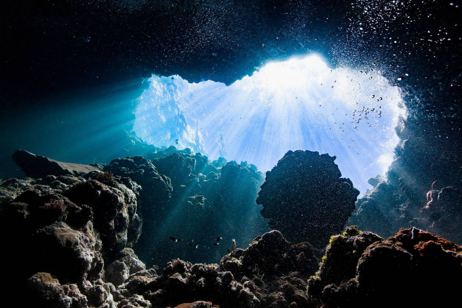 Se estima que representa en torno al 75 % de todo el océano habitable.