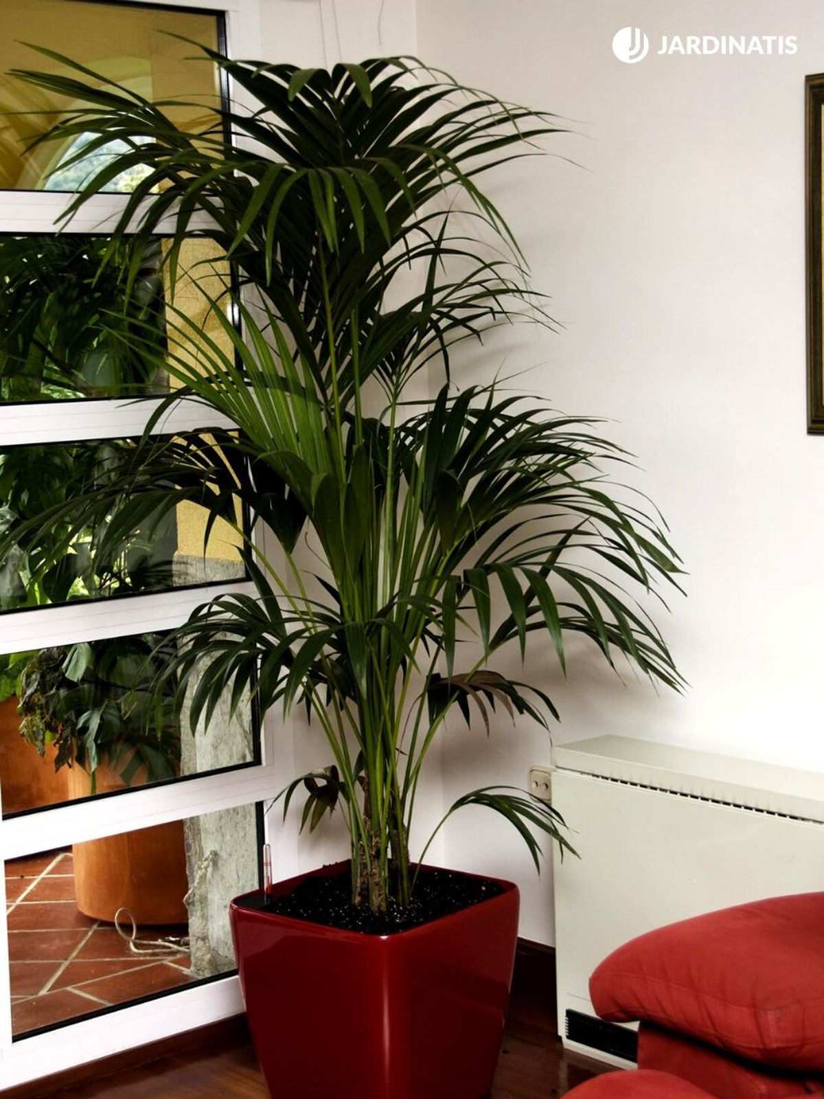 kentia planta para casas grandes