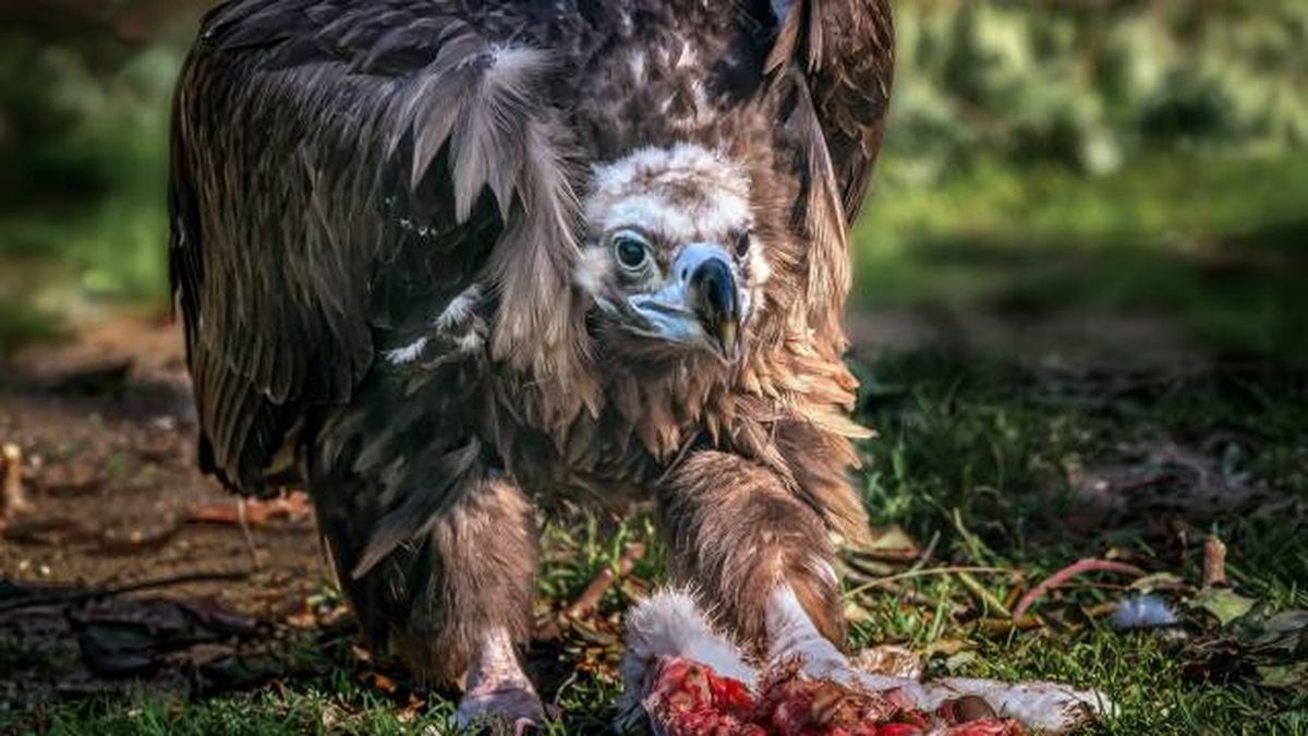 buitres carroceros alimentacion que comen