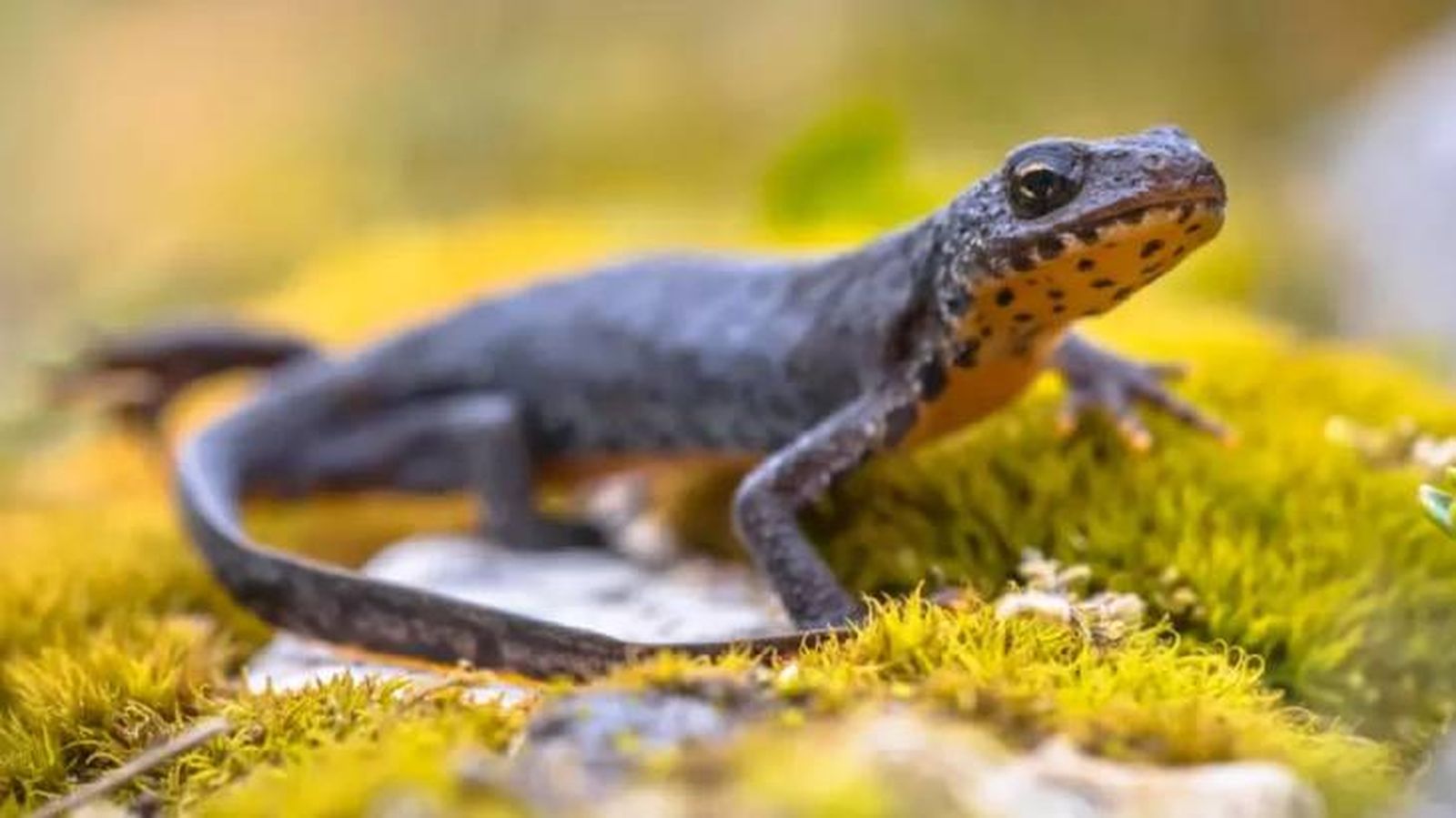 animales que empiezan por t triton jpg