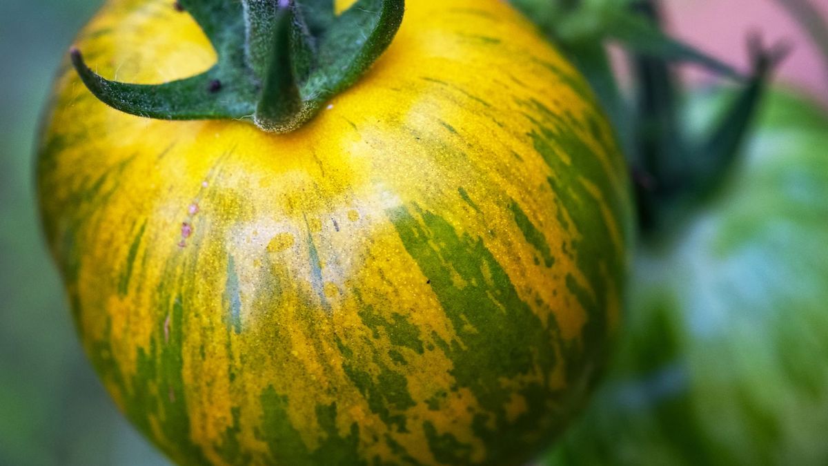 Tomate green zebra