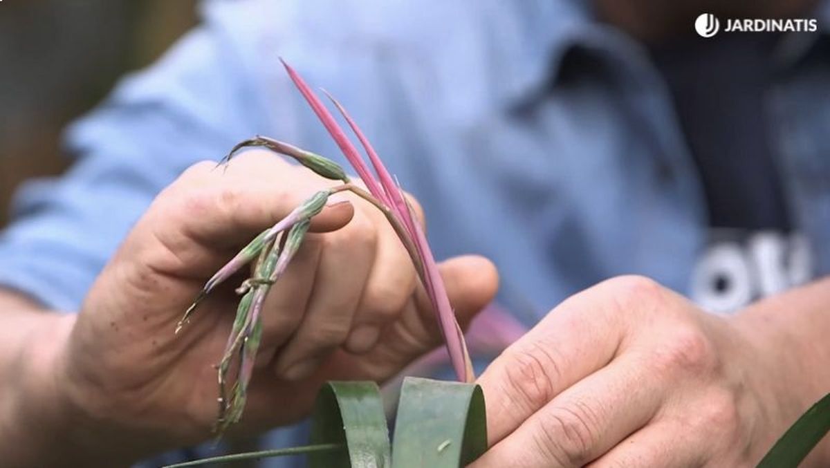 Espera a que desarrollen la semilla antes de retirarla