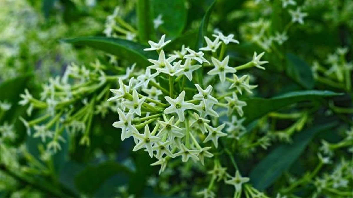 Cestrum nocturnum flores