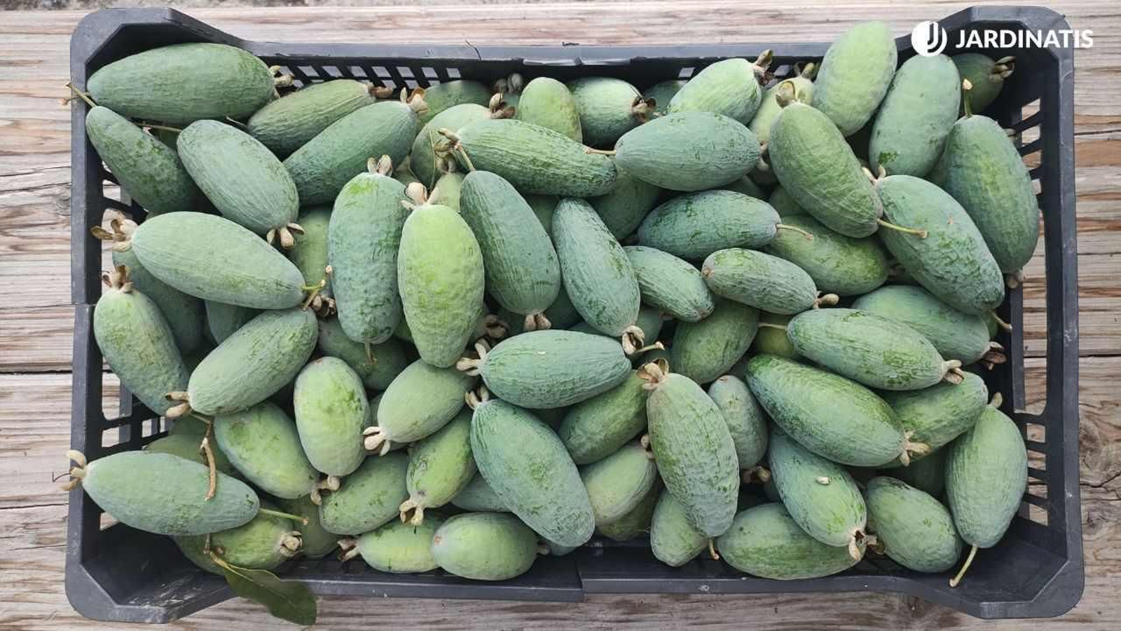 Recolección de feijoa Recolección de feijoa