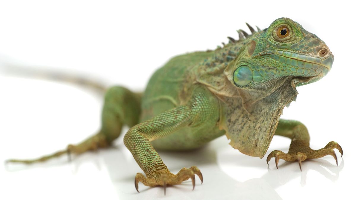 iguana verde