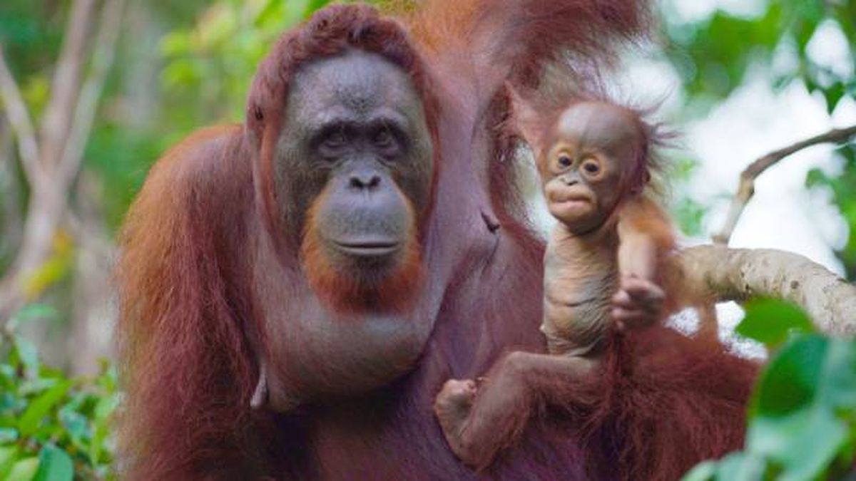 animales pelirrojos orangutan pongo