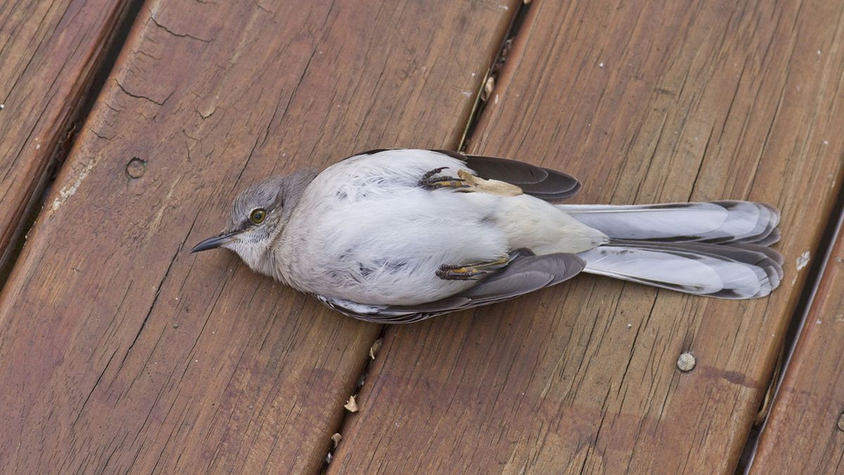 que hacer si encuentras un pajaro herido 3