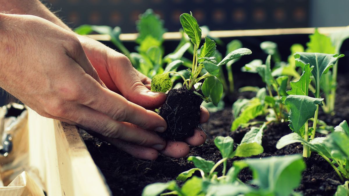 Las plantas pueden cambiar su comportamiento en función de experiencias previas