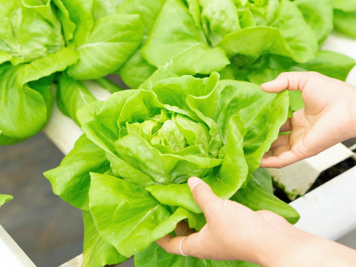La lechuga es una de las verduras más delicadas porque está compuesta en gran parte por agua