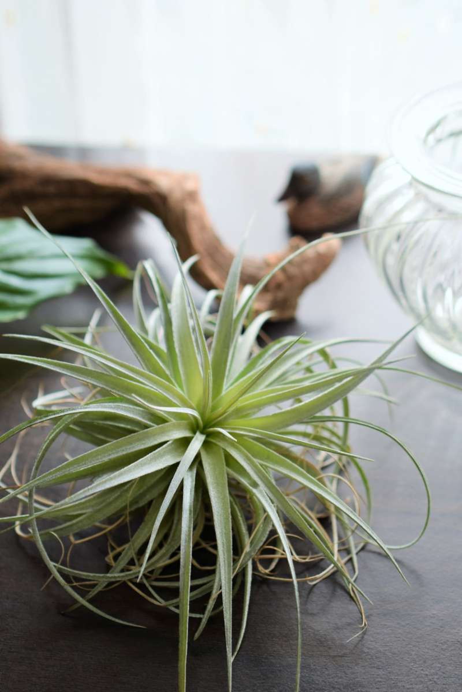 Tillandisia o clavel del aire Tillandisia o clavel del aire