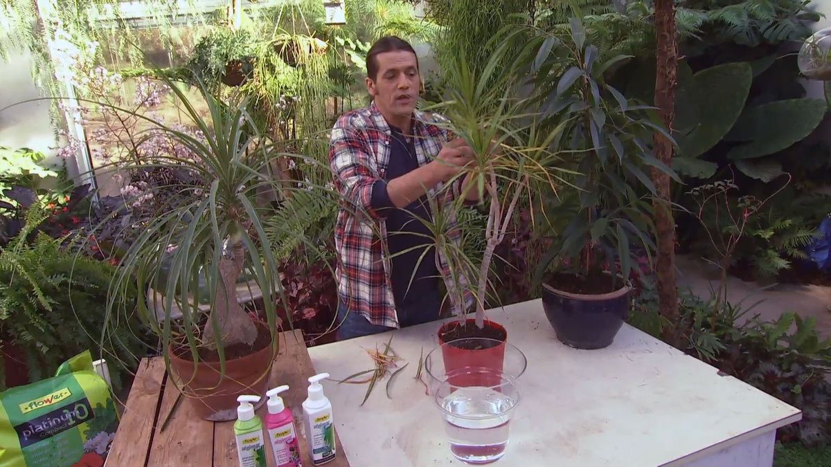 deco 0640 jardineria cuidados plantas interior invierno dracena hojas